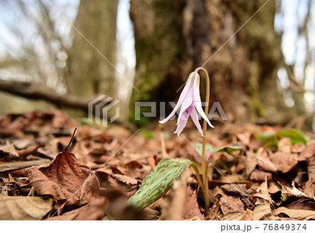 四国愛媛県四国中央市の豊受山にあるカタクリの花 76849374