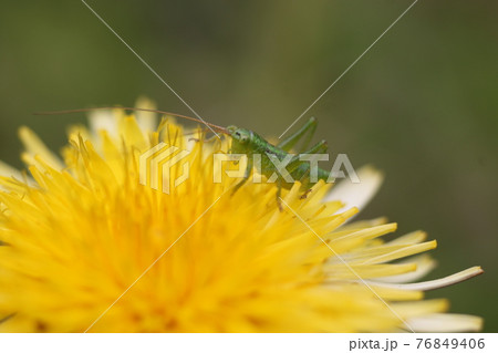 カントウタンポポの上の,ヤブキリ幼虫 カントウタンポポの上の,ヤブキリ幼虫 76849406