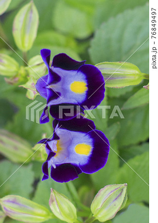 トレニアの花 76849497