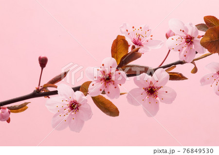 Pink Flowering Blossoms on the Branches Cherry Tree Pink Flowering Blossoms on the Branches Cherry Tree 76849530