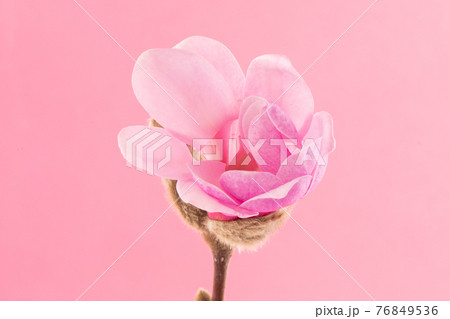 Beautiful Pink Flowering Magnolia Blossom 76849536