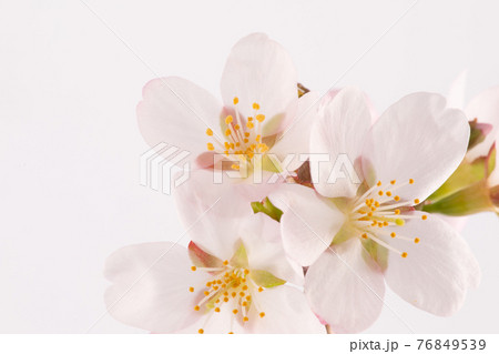 Pink Flowering Blossoms on the Branches Cherry Tree Pink Flowering Blossoms on the Branches Cherry Tree 76849539