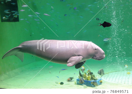 鳥羽水族館のジュゴンの写真素材