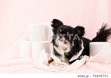 トイレットペーパーでいたずらをする黒い犬 チワワ の写真素材
