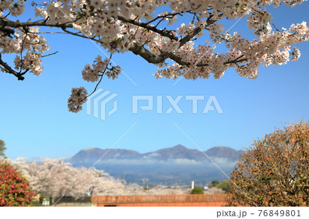桜 波志江沼環境ふれあい公園 桜 波志江沼環境ふれあい公園 76849801