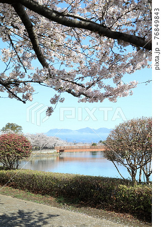 桜 波志江沼環境ふれあい公園 桜 波志江沼環境ふれあい公園 76849843