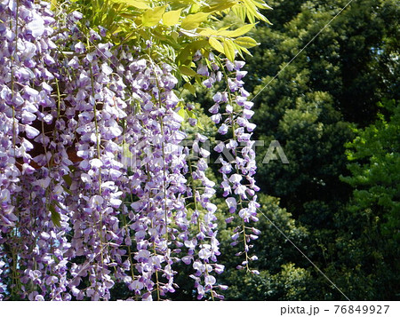 日向の藤の花 76849927