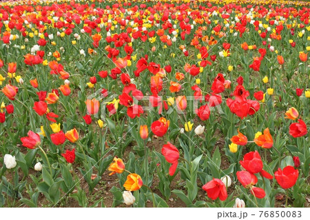 チューリップ 76850083