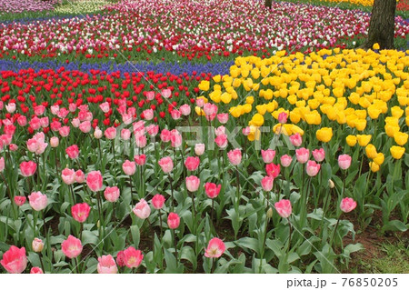 チューリップの園 76850205