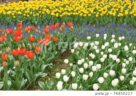 チューリップの花壇 76850227