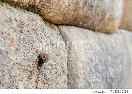 マチュピチュ遺跡をのぼるカタツムリの写真素材