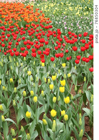 チューリップの花壇 76850304