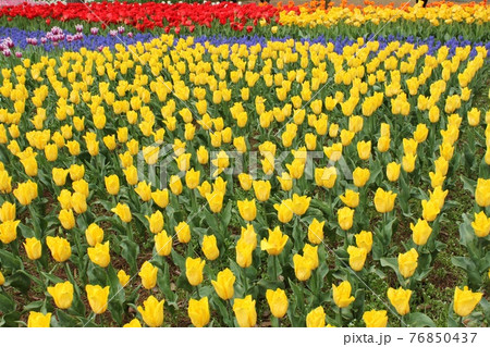チューリップの花園 チューリップの花園 76850437