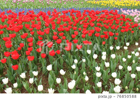 チューリップの花壇 チューリップの花壇 76850588