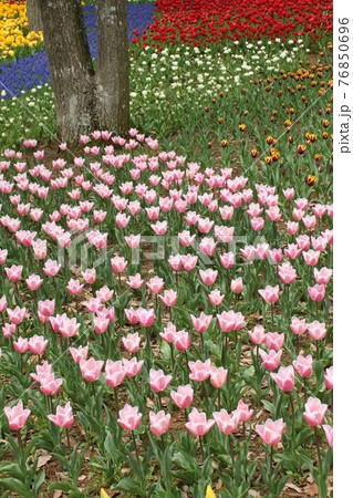 チューリップの花壇 チューリップの花壇 76850696