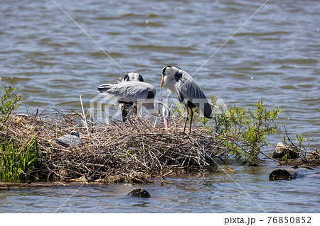 アオサギ／鷺のコロニー 76850852