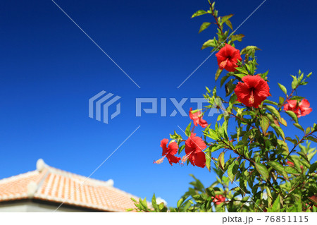 沖縄 琉球赤瓦と青い空と真っ赤なハイビスカス 沖縄 琉球赤瓦と青い空と真っ赤なハイビスカス 76851115
