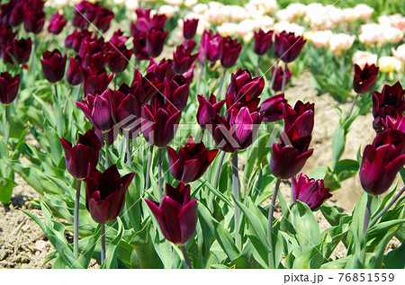 品種 ハブラン 濃い紫色の花びらのチューリップの写真素材