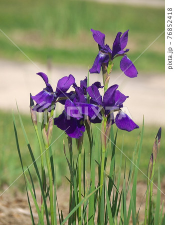 ノハナショウブ ノハナショウブ 76852418