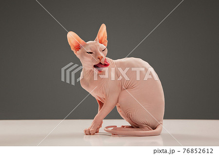 Cute sphynx cat, kitty posing isolated over gray studio background Cute sphynx cat, kitty posing isolated over gray studio background 76852612