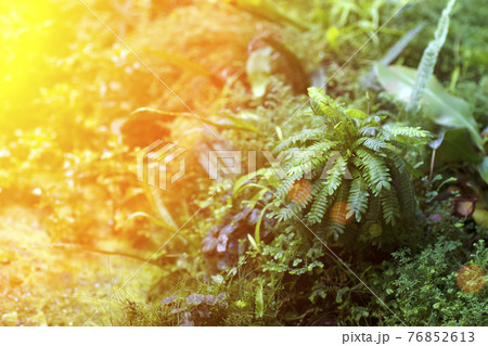 Tropical leaves in the jungle background. Rainforest with plants and amazing sunshine in the morning jungle Tropical leaves in the jungle background. Rainforest with plants and amazing sunshine in the morning jungle 76852613