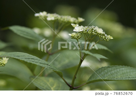 このアジサイの名前はガクアジサイです。学名はHydrangea macrophyllaです。 76852670
