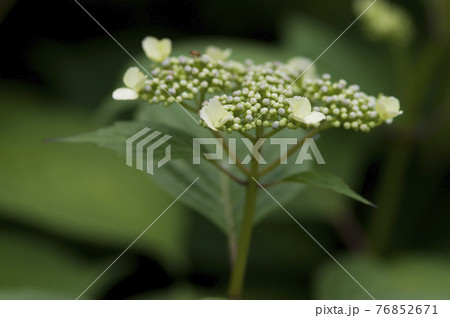 このアジサイの名前はガクアジサイです。学名はHydrangea macrophyllaです。 76852671