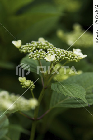このアジサイの名前はガクアジサイです。学名はHydrangea macrophyllaです。 このアジサイの名前はガクアジサイです。学名はHydrangea macrophyllaです。 76852672