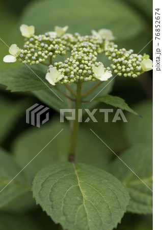 このアジサイの名前はガクアジサイです。学名はHydrangea macrophyllaです。 76852674