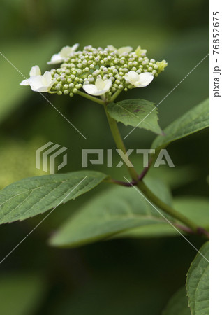 このアジサイの名前はガクアジサイです。学名はHydrangea macrophyllaです。 このアジサイの名前はガクアジサイです。学名はHydrangea macrophyllaです。 76852675