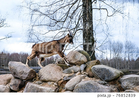 Herd of goats in the grassland. Goats eating grass and climbing rocks on a pasture in farm. Goat kids, yeanlings. Selective focus 76852839