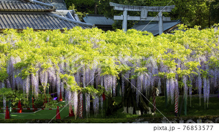 西寒多神社の藤 76853577