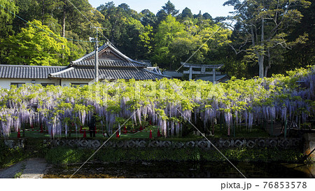 西寒多神社の藤 76853578