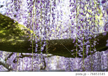 西寒多神社の藤 76853585