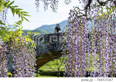 西寒多神社の藤 西寒多神社の藤 76853587