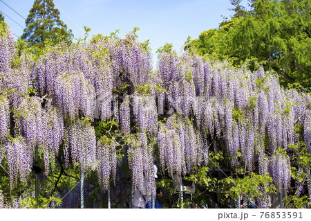 西寒多神社の藤 76853591