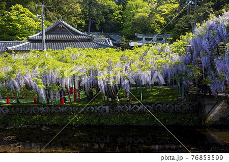 西寒多神社の藤 76853599