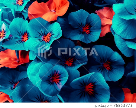 Beautiful flowers of an unusual neon shade of blue and orange, design background. 76853773