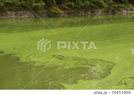 大阪城公園の富栄養化が進んだ堀の水 大阪城公園の富栄養化が進んだ堀の水 76853908