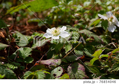 森の中で咲く清々しい野イチゴの花の写真素材