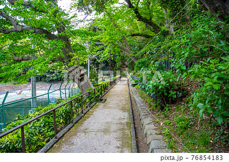 地元民に愛される元町公園プールの側道 地元民に愛される元町公園プールの側道 76854183
