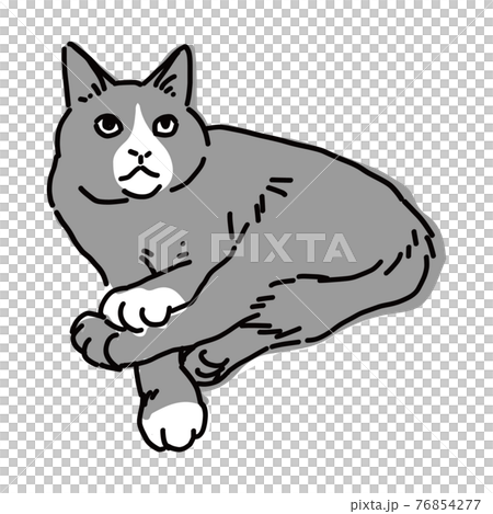 リラックスしているハチワレの白黒猫の全身イラストのイラスト素材