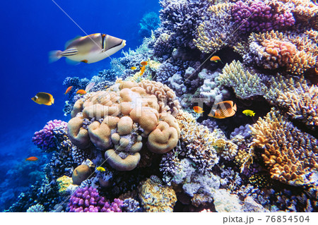 Different tropical fish on a coral reef in the Red Sea Different tropical fish on a coral reef in the Red Sea 76854504