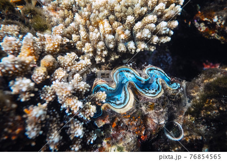 Fluted giant clam in the tropical coral reef 76854565