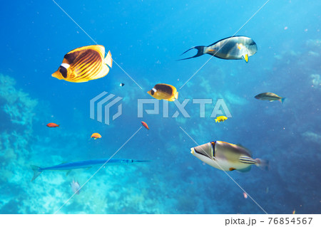 Different tropical fish on a coral reef in the Red Sea 76854567