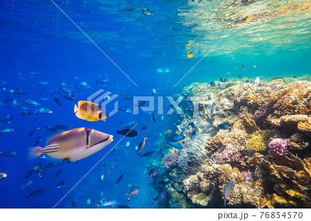 Different tropical fish on a coral reef in the Red Sea 76854570