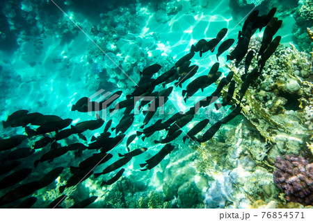 School of black tropical fish on a coral reef 76854571