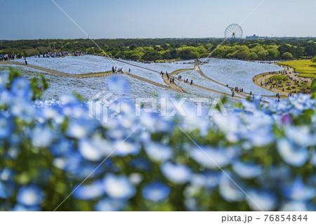国営ひたち海浜公園・みはらしの丘のネモフィラ花畑 76854844