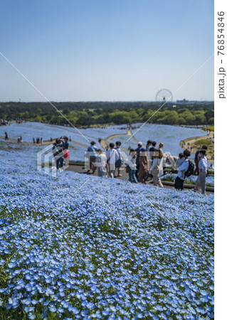 国営ひたち海浜公園・みはらしの丘のネモフィラ花畑 76854846