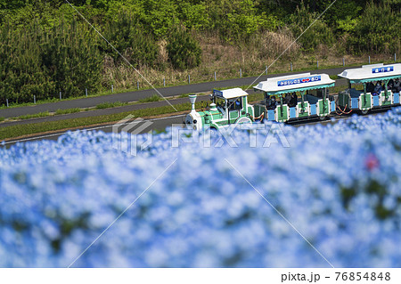 国営ひたち海浜公園【ネモフィラとシーサイドトレイン】 76854848
